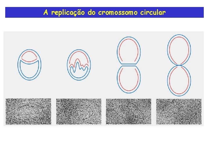 A replicação do cromossomo circular 