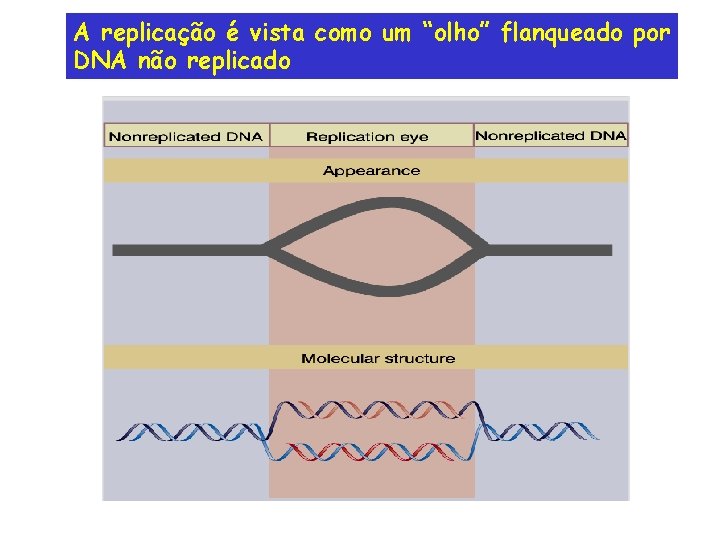 A replicação é vista como um “olho” flanqueado por DNA não replicado 