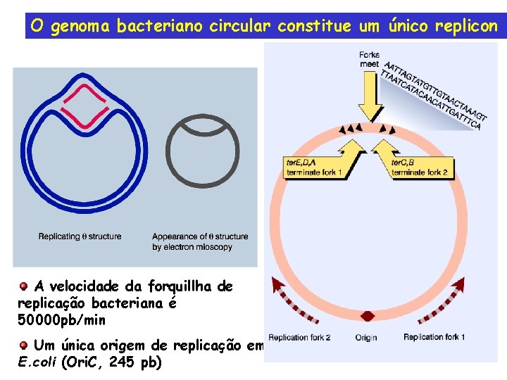 O genoma bacteriano circular constitue um único replicon A velocidade da forquillha de replicação