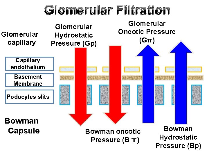 Glomerular Filtration Glomerular capillary Glomerular Hydrostatic Pressure (Gp) Glomerular Oncotic Pressure (Gπ) Capillary endothelium