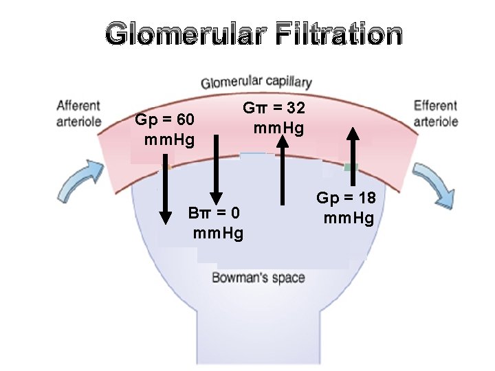 Glomerular Filtration Gp = 60 mm. Hg Gπ = 32 mm. Hg Bπ =