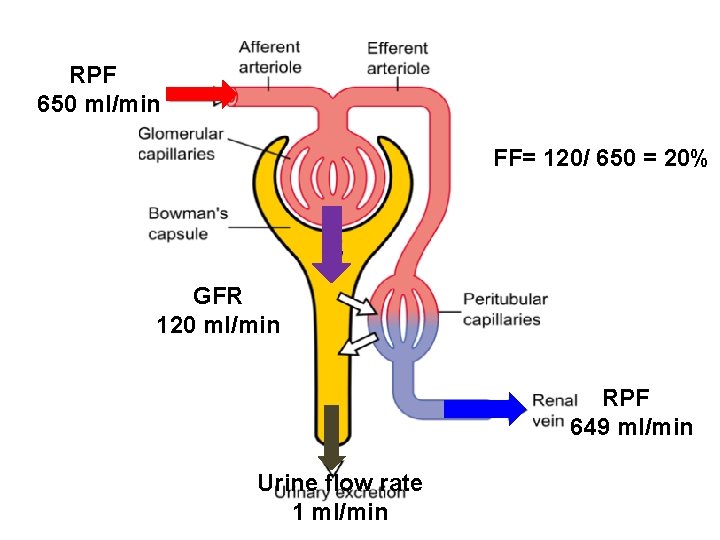 RPF 650 ml/min FF= 120/ 650 = 20% GFR 120 ml/min RPF 649 ml/min