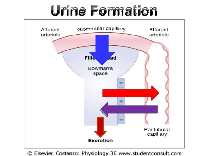 Urine Formation 