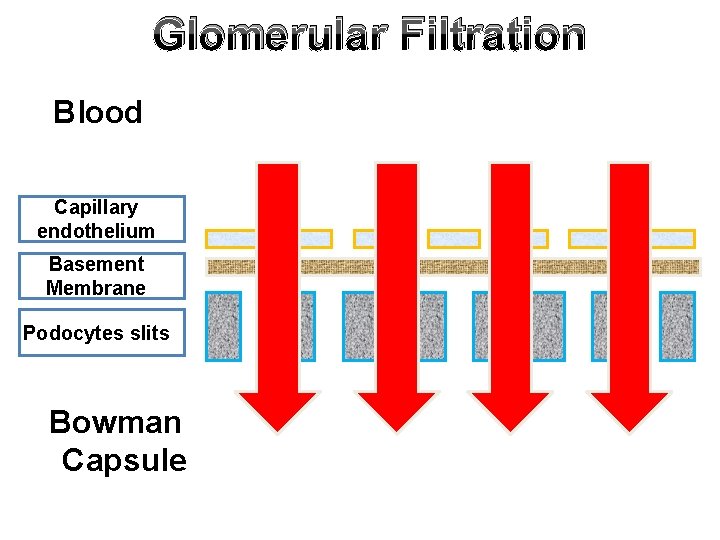 Glomerular Filtration Blood Capillary endothelium Basement Membrane Podocytes slits Bowman Capsule 