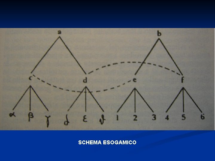 SCHEMA ESOGAMICO SCHEMA ESOGAMICO