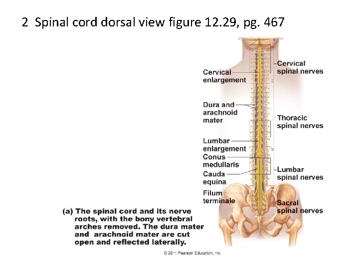 2 Spinal cord dorsal view figure 12. 29, pg. 467 