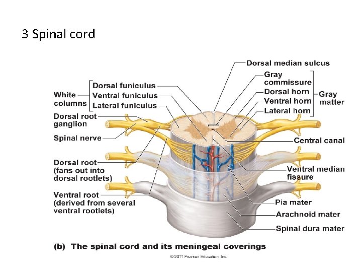 3 Spinal cord 