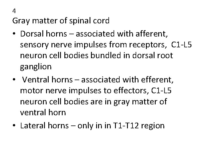 4 Gray matter of spinal cord • Dorsal horns – associated with afferent, sensory