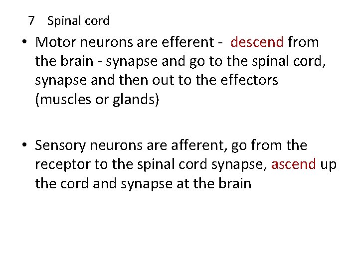 7 Spinal cord • Motor neurons are efferent - descend from the brain -