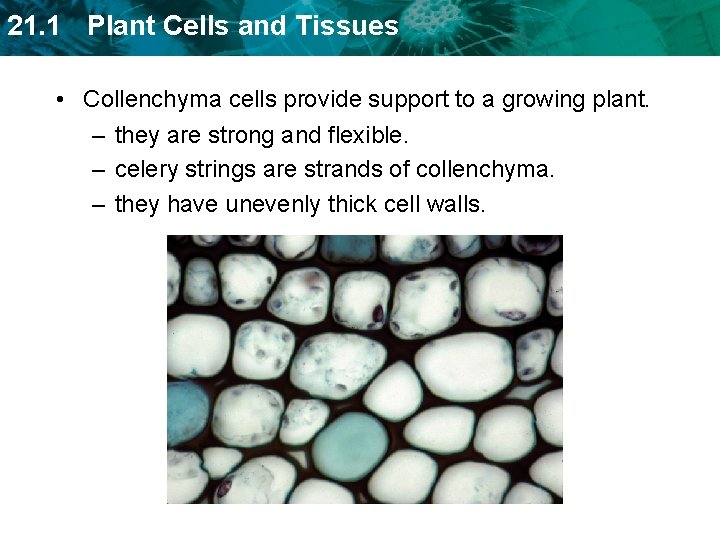 21. 1 Plant Cells and Tissues • Collenchyma cells provide support to a growing