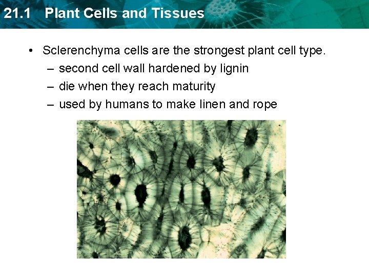 21. 1 Plant Cells and Tissues • Sclerenchyma cells are the strongest plant cell