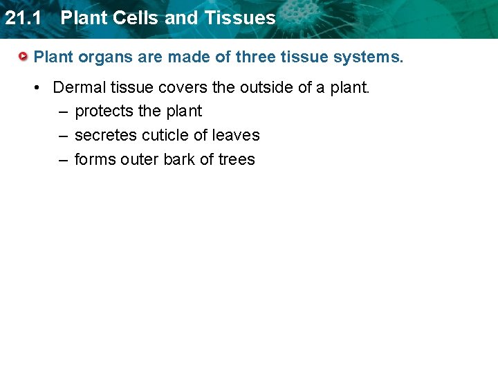 21. 1 Plant Cells and Tissues Plant organs are made of three tissue systems.