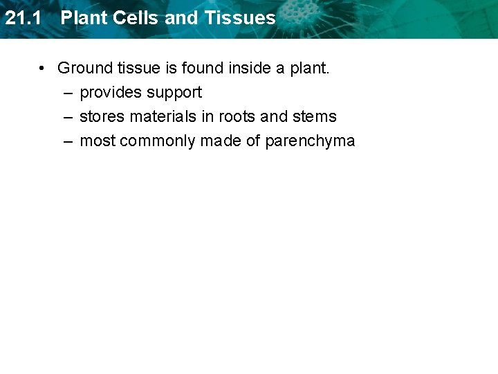 21. 1 Plant Cells and Tissues • Ground tissue is found inside a plant.