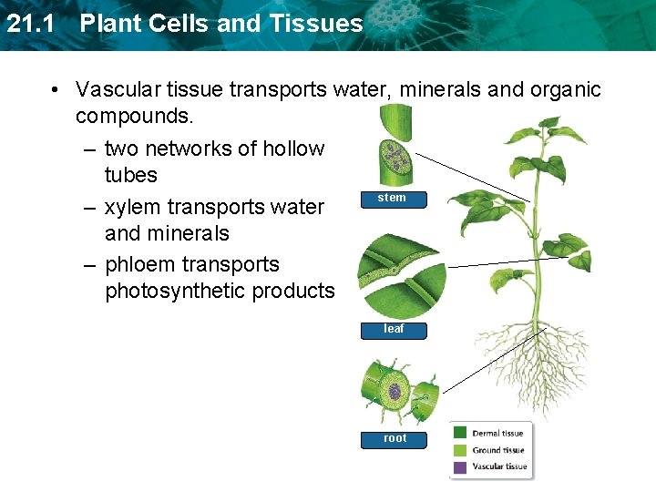 21. 1 Plant Cells and Tissues • Vascular tissue transports water, minerals and organic