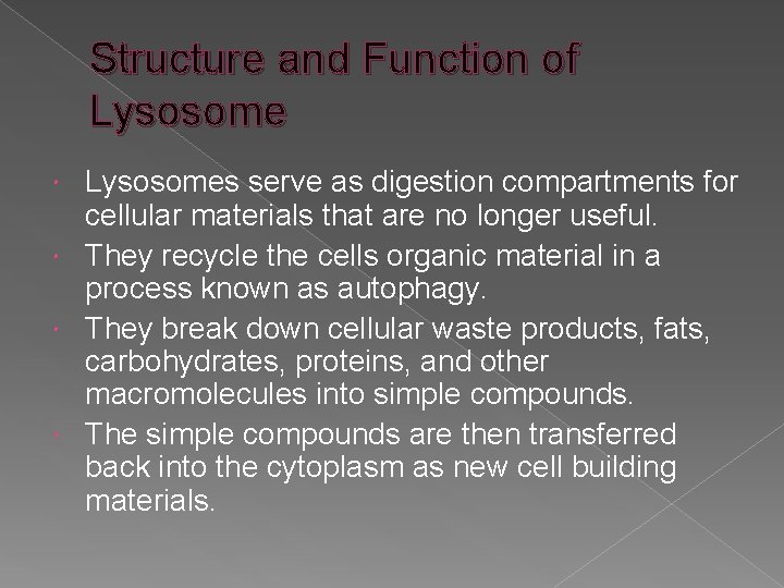 Structure and Function of Lysosomes serve as digestion compartments for cellular materials that are