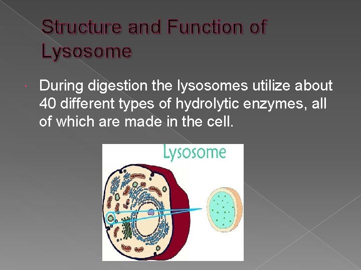 Structure and Function of Lysosome During digestion the lysosomes utilize about 40 different types