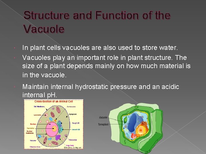 Structure and Function of the Vacuole In plant cells vacuoles are also used to