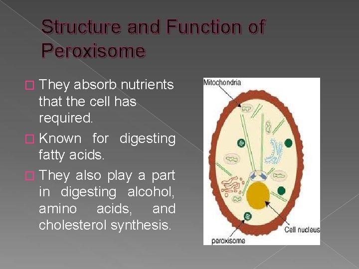 Structure and Function of Peroxisome They absorb nutrients that the cell has required. �