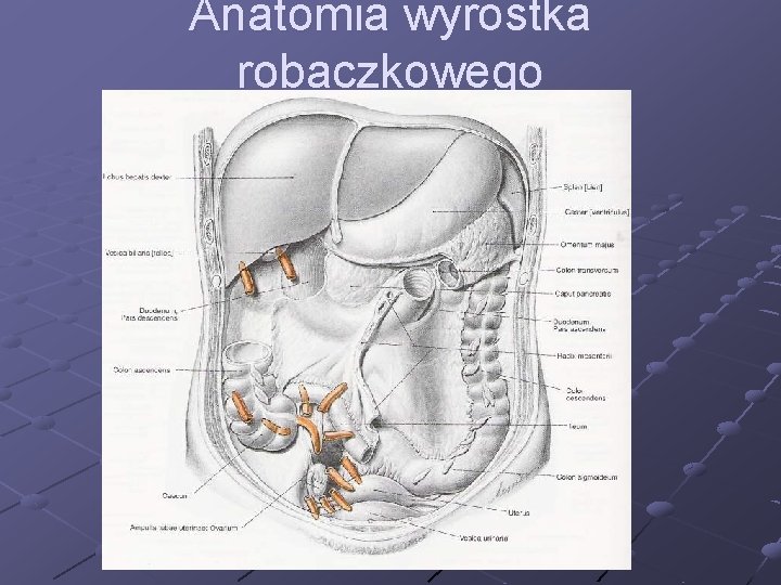 Anatomia wyrostka robaczkowego 