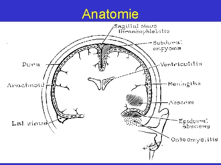 Anatomie 