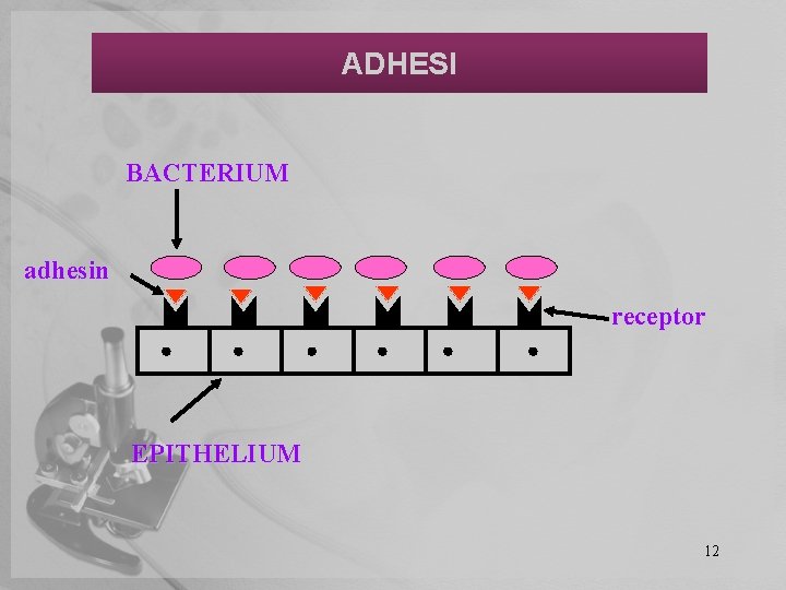 ADHESI BACTERIUM adhesin receptor EPITHELIUM 12 