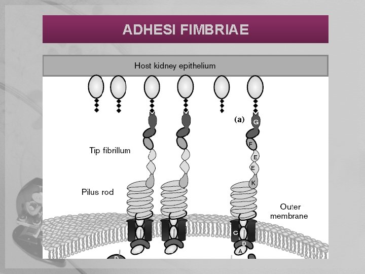 ADHESI FIMBRIAE 