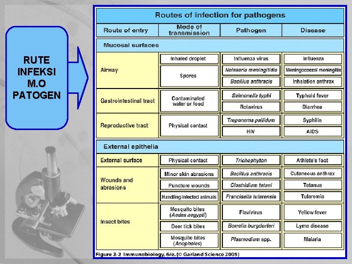 RUTE INFEKSI M. O PATOGEN 