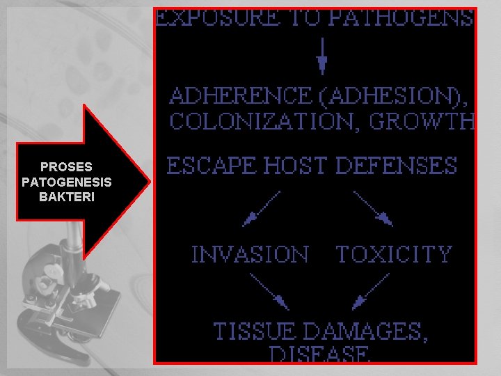 PROSES PATOGENESIS BAKTERI 