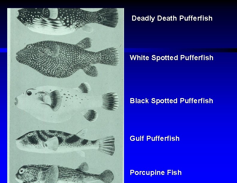 Deadly Death Pufferfish White Spotted Pufferfish Black Spotted Pufferfish Gulf Pufferfish Porcupine Fish 