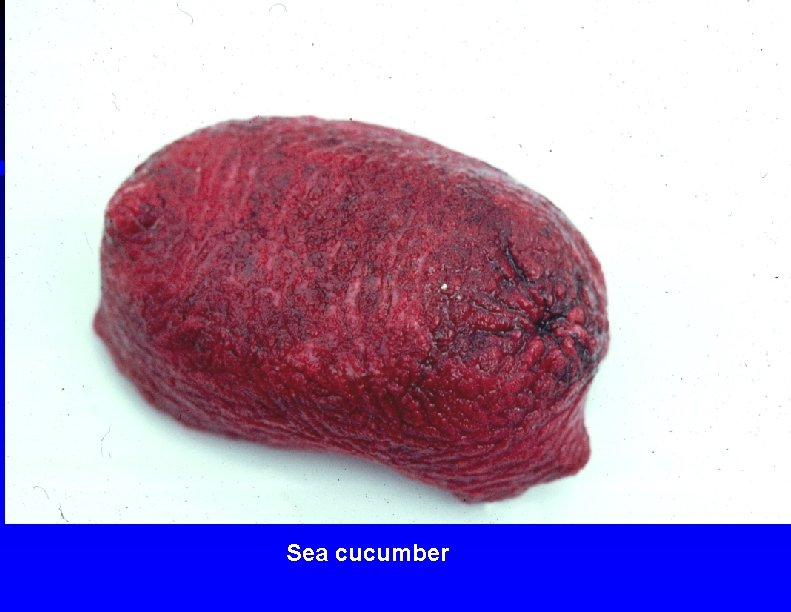 Sea cucumber 
