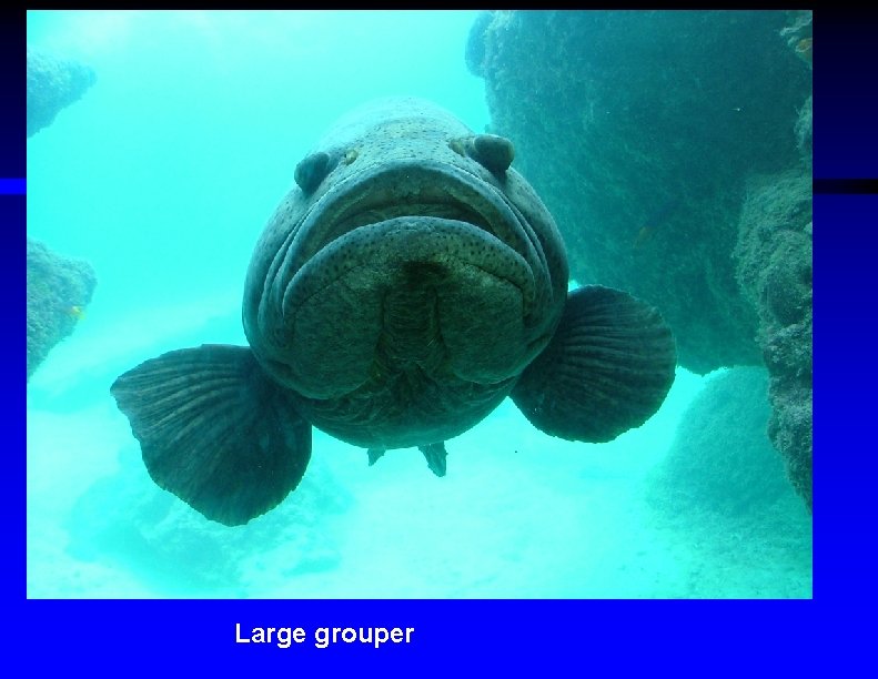 Large grouper 