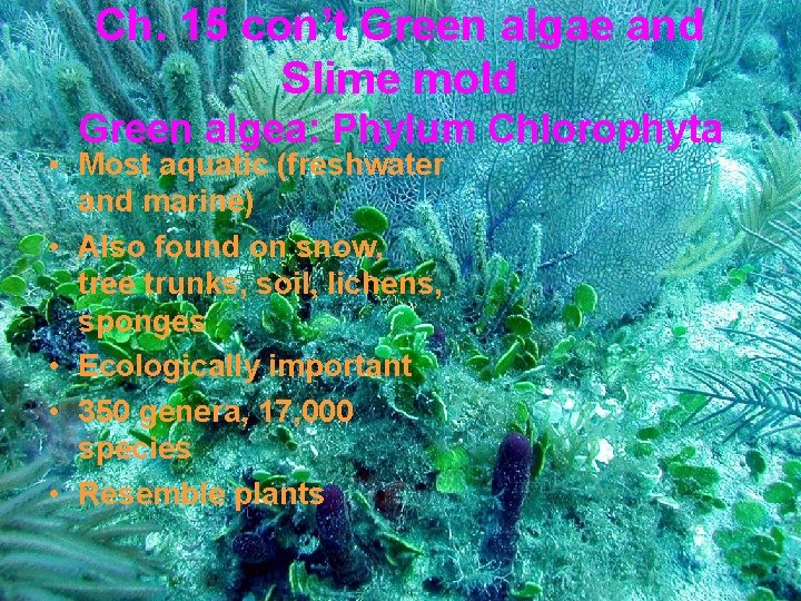 Ch. 15 con’t Green algae and Slime mold Green algea: Phylum Chlorophyta • Most