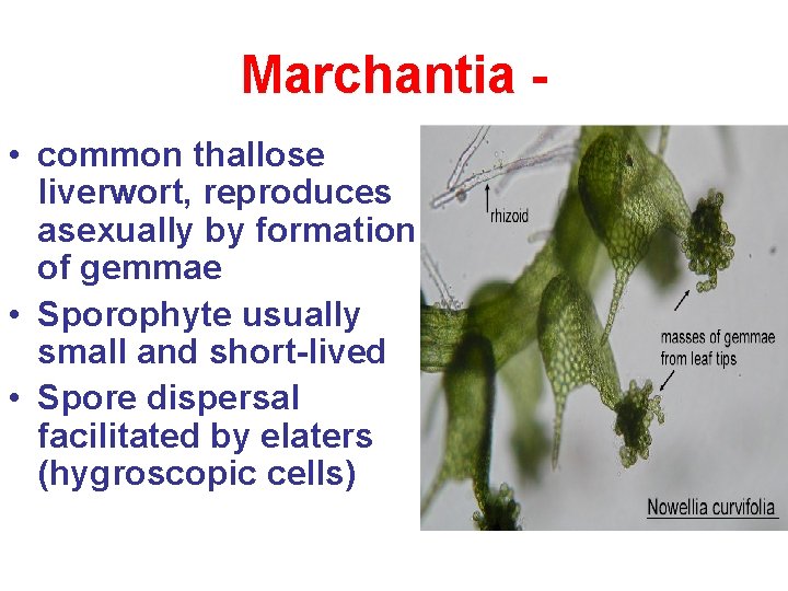 Marchantia • common thallose liverwort, reproduces asexually by formation of gemmae • Sporophyte usually