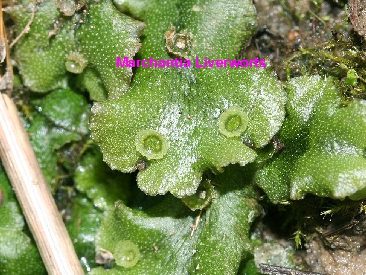 Marchantia Liverworts 