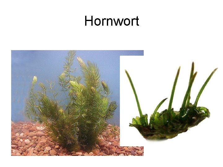 Hornwort 