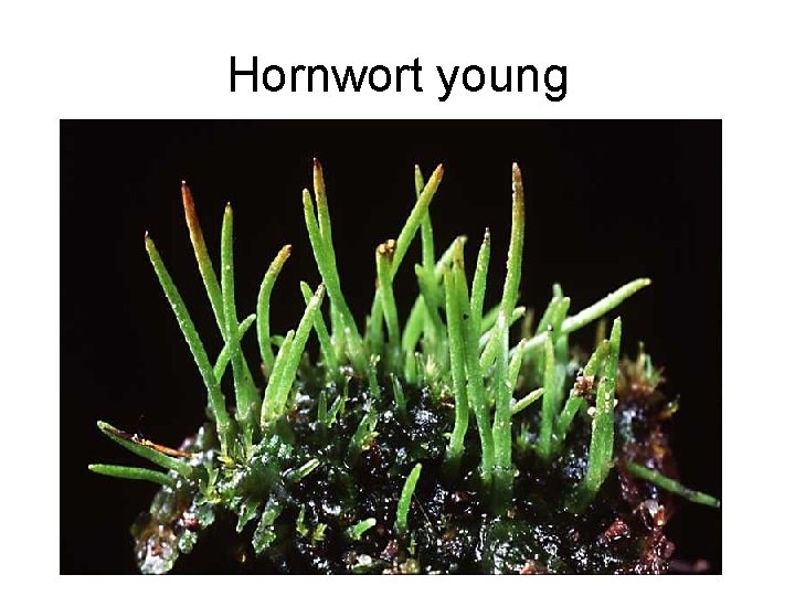 Hornwort young 