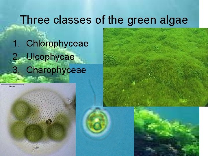 Three classes of the green algae 1. Chlorophyceae 2. Ulcophycae 3. Charophyceae 