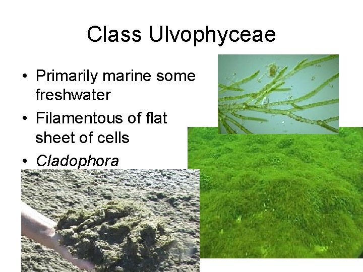 Class Ulvophyceae • Primarily marine some freshwater • Filamentous of flat sheet of cells