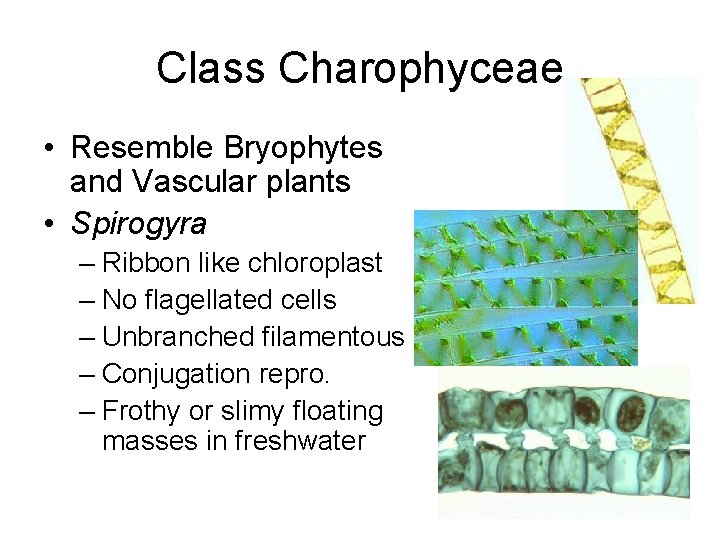 Class Charophyceae • Resemble Bryophytes and Vascular plants • Spirogyra – Ribbon like chloroplast