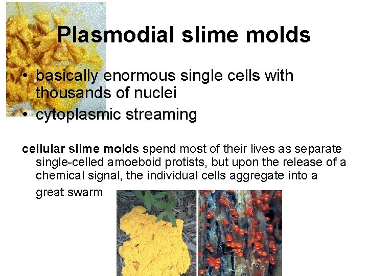 Plasmodial slime molds • basically enormous single cells with thousands of nuclei • cytoplasmic