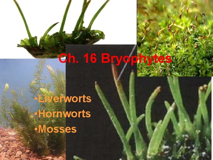 Ch. 16 Bryophytes • Liverworts • Hornworts • Mosses 