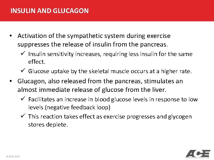 INSULIN AND GLUCAGON • Activation of the sympathetic system during exercise suppresses the release INSULIN AND GLUCAGON • Activation of the sympathetic system during exercise suppresses the release