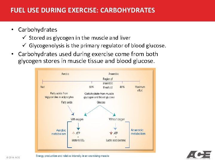 FUEL USE DURING EXERCISE: CARBOHYDRATES • Carbohydrates ü Stored as glycogen in the muscle FUEL USE DURING EXERCISE: CARBOHYDRATES • Carbohydrates ü Stored as glycogen in the muscle