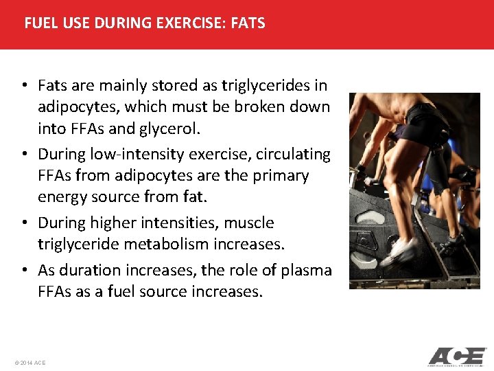 FUEL USE DURING EXERCISE: FATS • Fats are mainly stored as triglycerides in adipocytes, FUEL USE DURING EXERCISE: FATS • Fats are mainly stored as triglycerides in adipocytes,