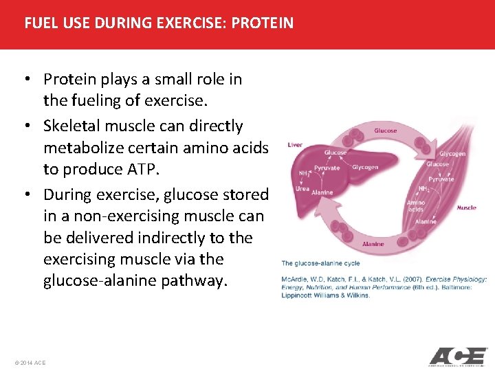 FUEL USE DURING EXERCISE: PROTEIN • Protein plays a small role in the fueling FUEL USE DURING EXERCISE: PROTEIN • Protein plays a small role in the fueling