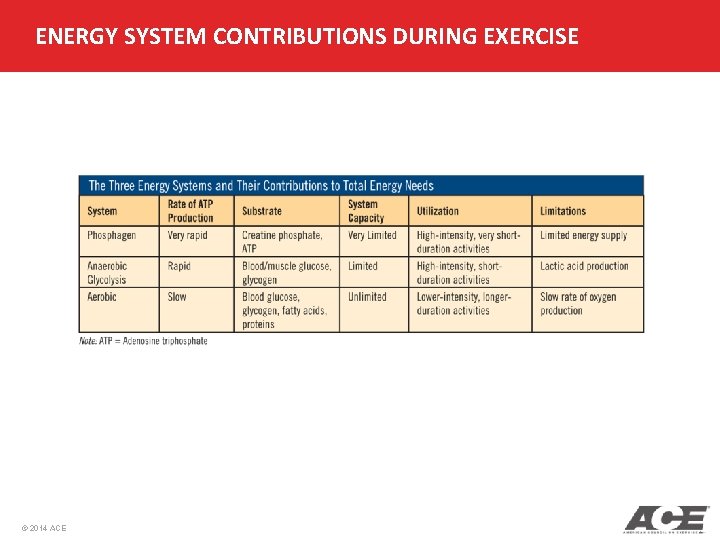 ENERGY SYSTEM CONTRIBUTIONS DURING EXERCISE © 2014 ACE ENERGY SYSTEM CONTRIBUTIONS DURING EXERCISE © 2014 ACE