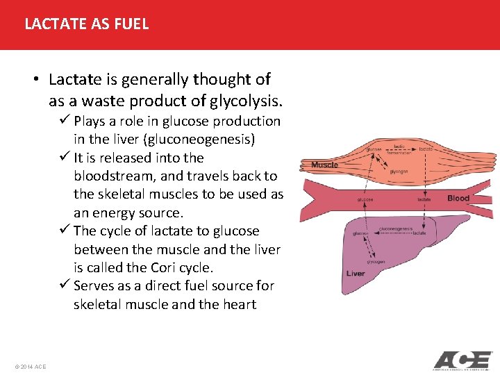 LACTATE AS FUEL • Lactate is generally thought of as a waste product of LACTATE AS FUEL • Lactate is generally thought of as a waste product of