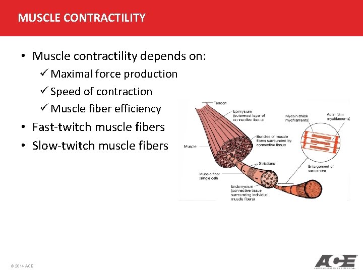 MUSCLE CONTRACTILITY • Muscle contractility depends on: ü Maximal force production ü Speed of MUSCLE CONTRACTILITY • Muscle contractility depends on: ü Maximal force production ü Speed of