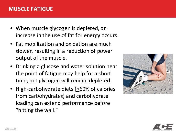 MUSCLE FATIGUE • When muscle glycogen is depleted, an increase in the use of MUSCLE FATIGUE • When muscle glycogen is depleted, an increase in the use of