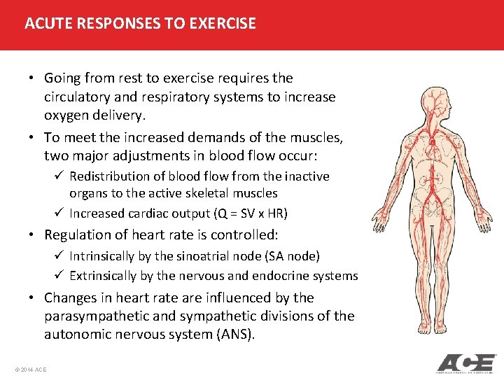 ACUTE RESPONSES TO EXERCISE • Going from rest to exercise requires the circulatory and ACUTE RESPONSES TO EXERCISE • Going from rest to exercise requires the circulatory and